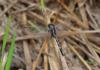 Orthetrum sabina